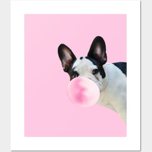 French Bulldog Chewing Bubblegum Posters and Art